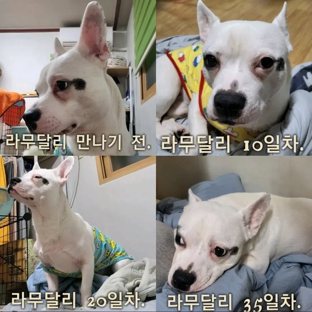 라무달리 눈물지우개(강아지 고양이 겸용)