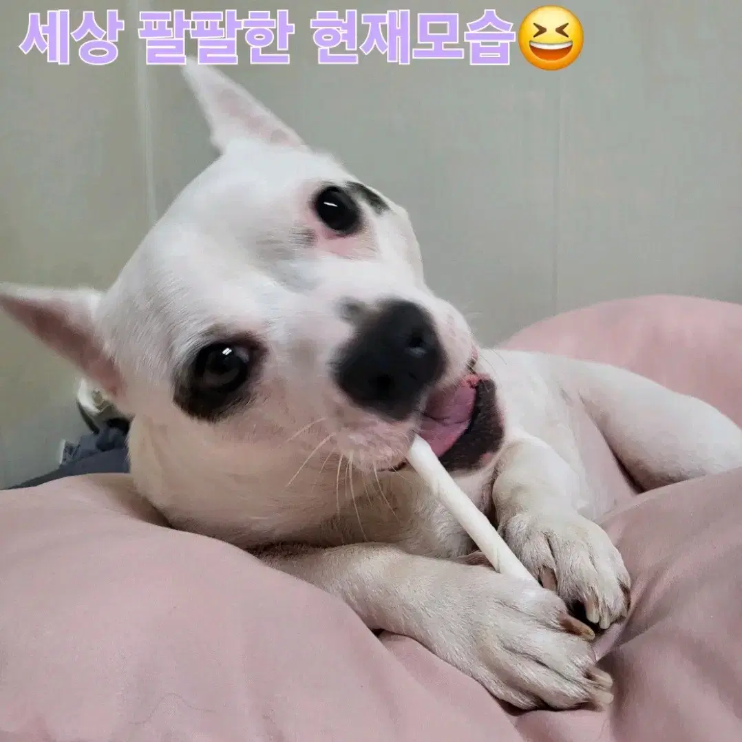 라무달리 눈물지우개(강아지 고양이 겸용)