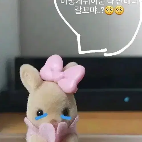 아기 캥거루 실바니안 팝니다!