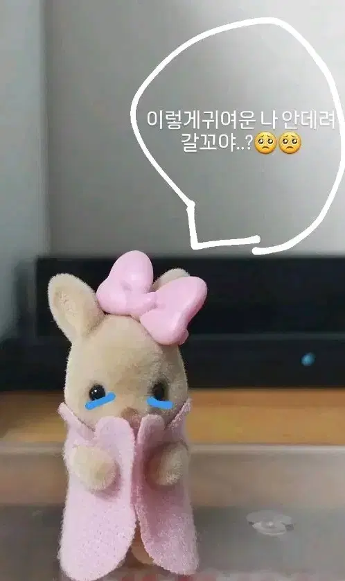 아기 캥거루 실바니안 팝니다!