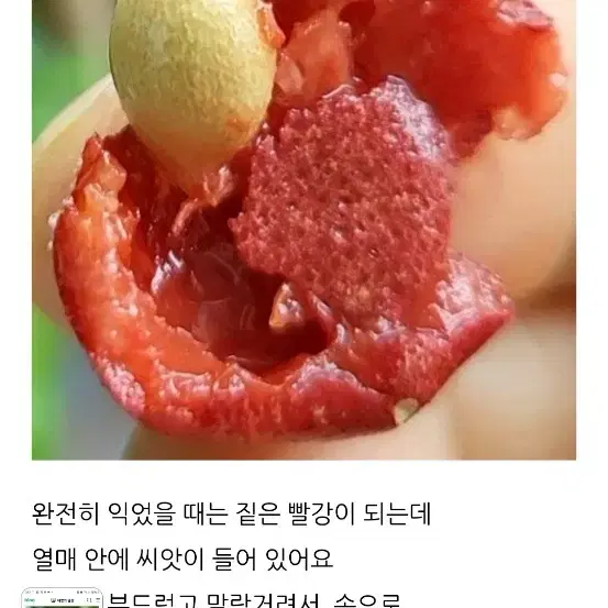 오른지 자스민