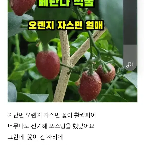 오른지 자스민