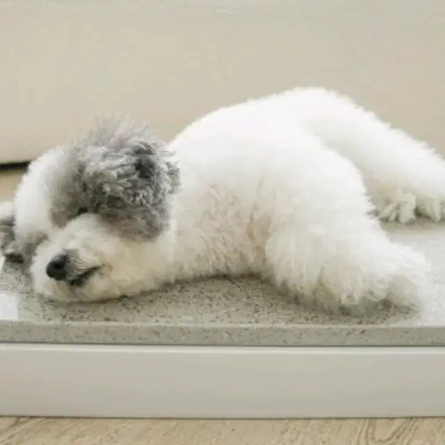 고양이 강아지 대리석 , 대석아빠 판매해요