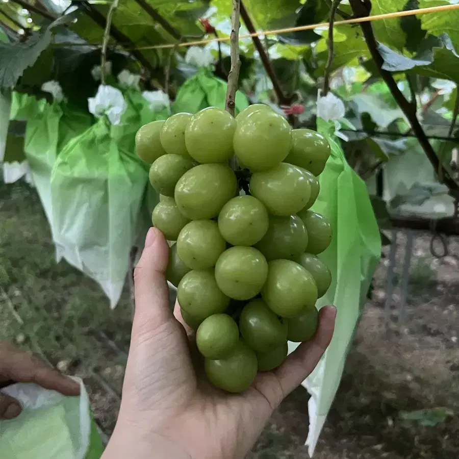 샤인머스캣 2kg 직접 농사지은