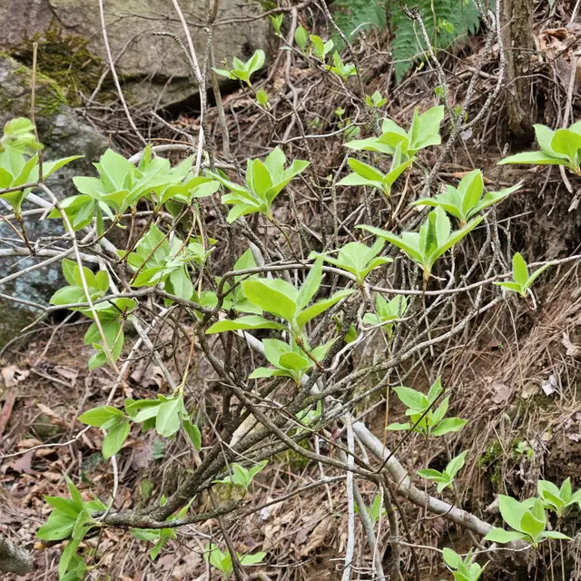 산지직송 건다래순 100g 지리산