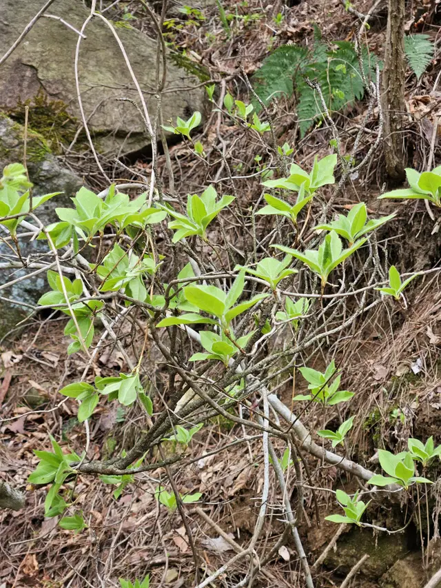 산지직송 건다래순 100g 지리산