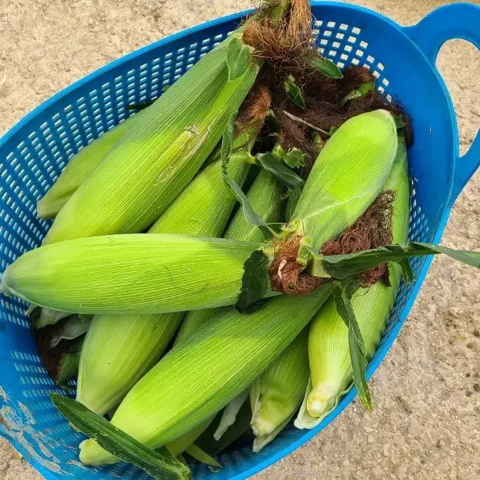 강원도 인제 옥수수 판매합니다