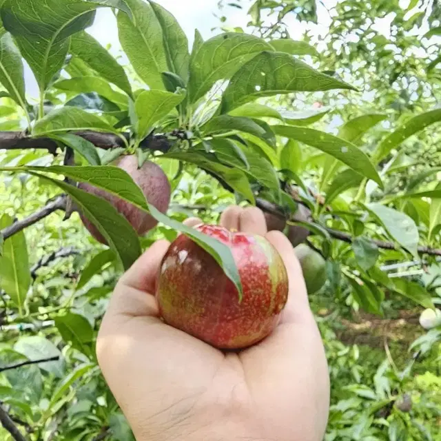 고당도 후무사 피자두 산지직송 1kg