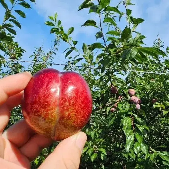 고당도 후무사 피자두 산지직송 1kg