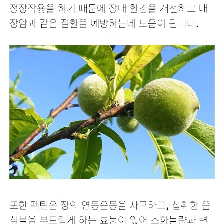 야생 개복숭아 효소 판매(5개 남았네요)