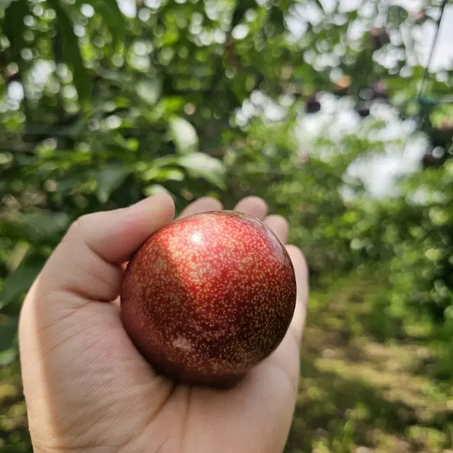 고당도 후무사 피자두2kg 산지직송