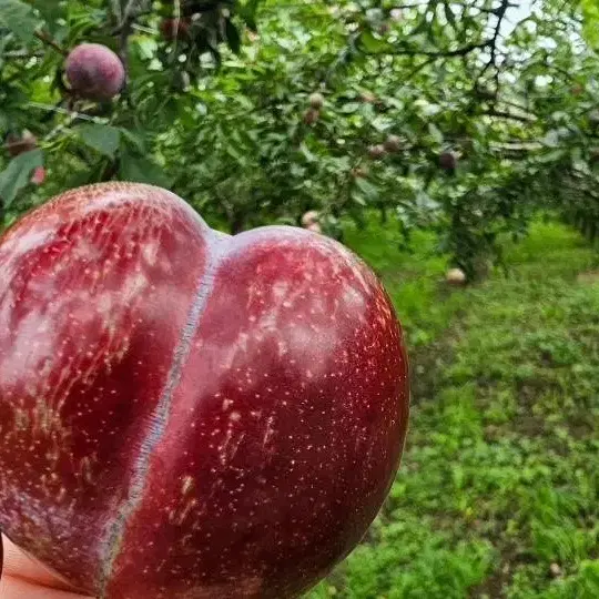 고당도 후무사 피자두2kg 산지직송