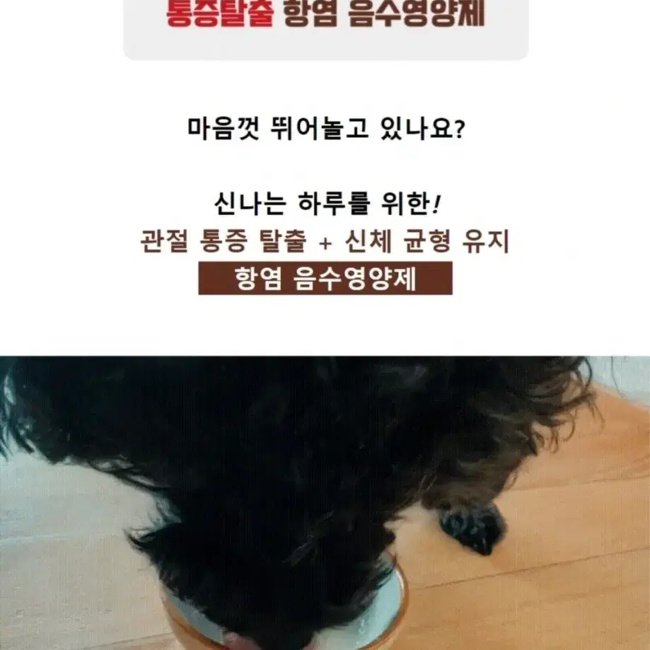 강아지,고양이 영양제  이지워크워터