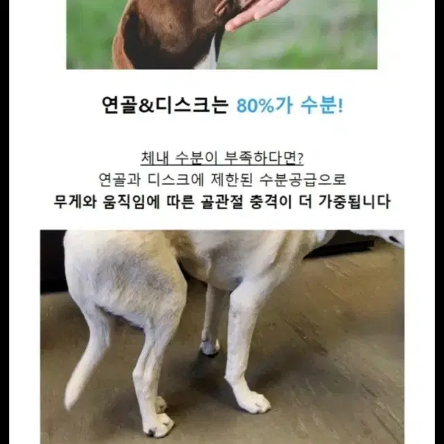 강아지,고양이 영양제  이지워크워터