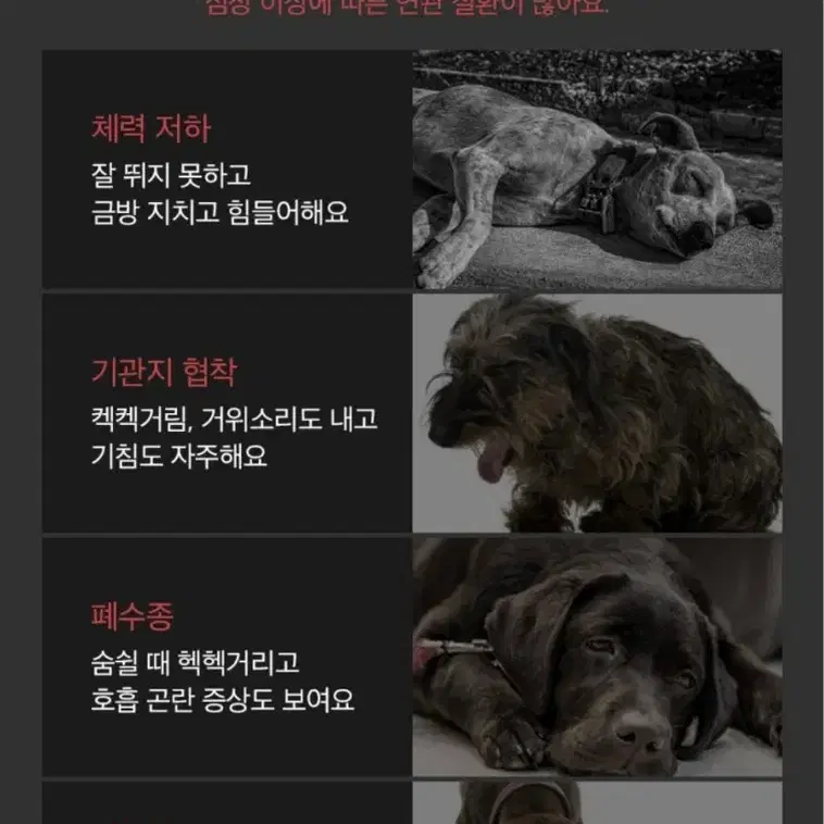 강아지.고양이 영양제 이지밸런스워터