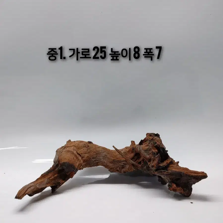 소중형 맹그로브 유목