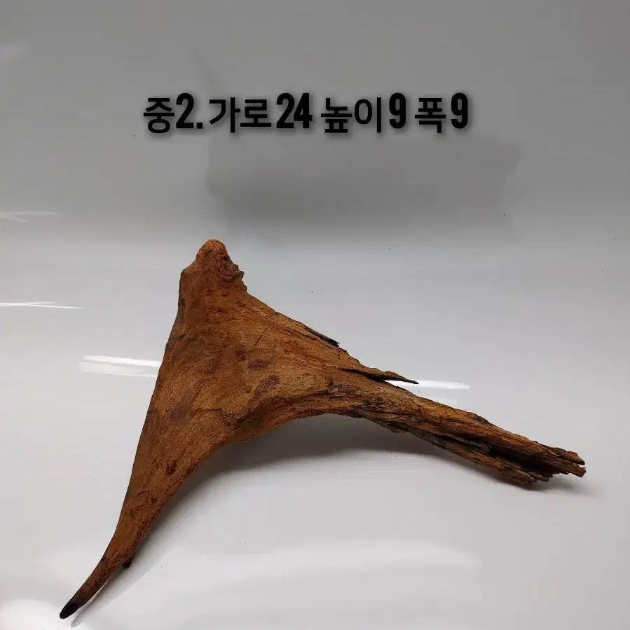 소중형 맹그로브 유목