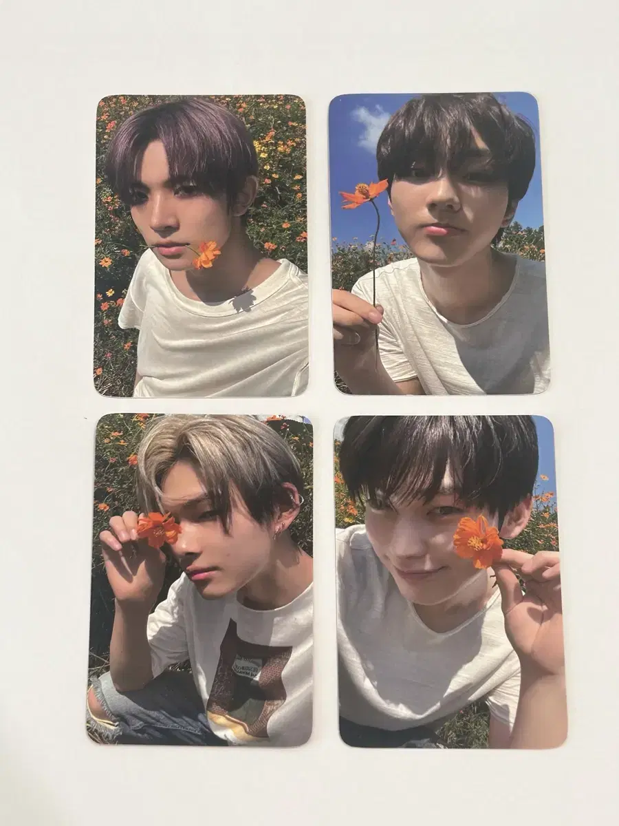 Enhypen photocards wts (bulk)