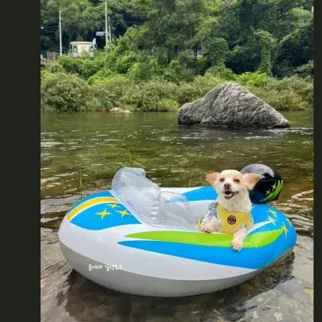 가평 퍼니멍멍 애견 풀빌라 8 월10 일 토요일))