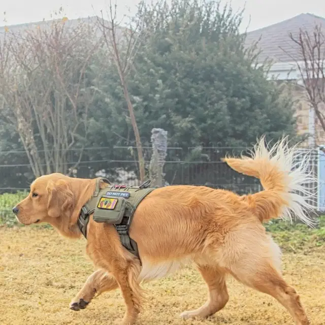 강아지 앞섬방지 하네스