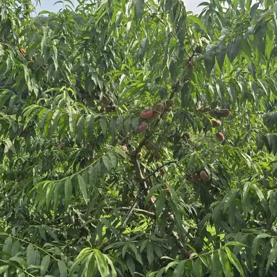 거반도 납작 복숭아