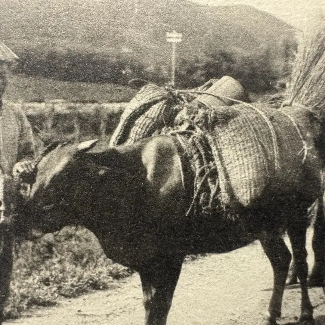 1910년 전후 - 조선 풍속 - 땔감 판매 상인 - 강점기 사진 엽서