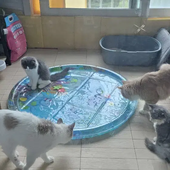 새상품) 반려동물 물방석 쿨매트 고양이 강아지 쿨방석 물침대 워터매트