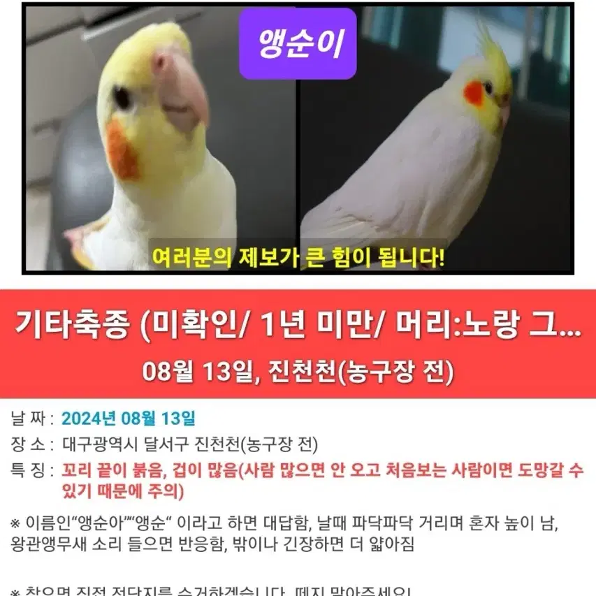 왕관앵무새(루티노) 실종