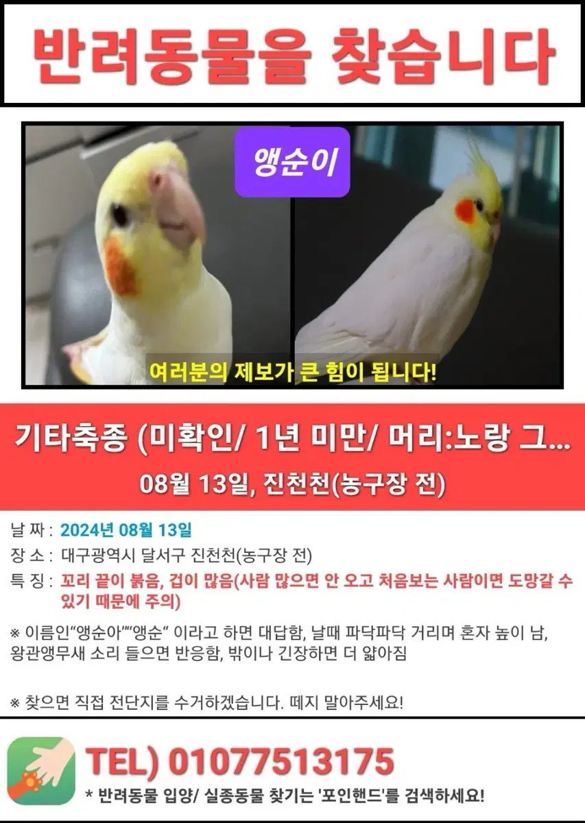 왕관앵무새(루티노) 실종