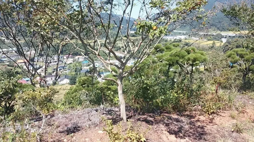 백일홍 좋은 가격에 사실분. 밭데기로 사놓고 활용하실 조경업자분께