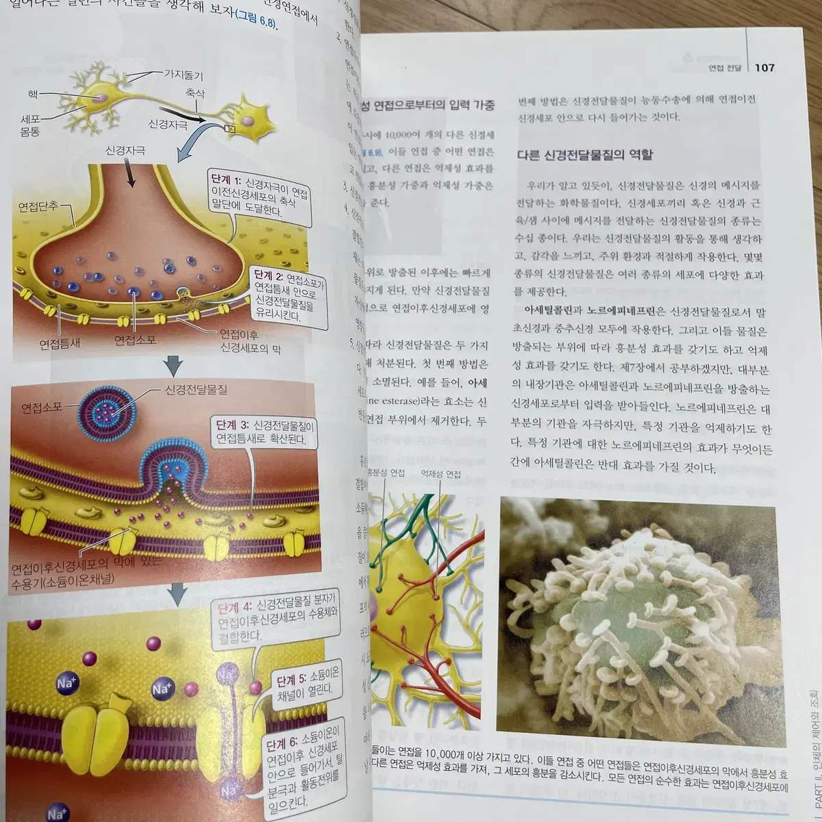 (간호학과) 인체생물학 - 수문사 2021  홍은영외 팝니다.