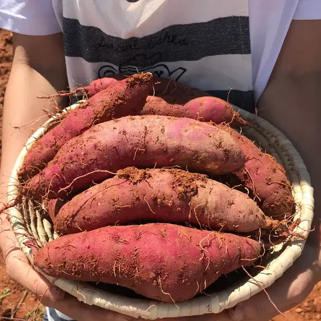 해남세척고구마 밤꿀고구마 햇고구마 (3kg)(중상 사이즈)