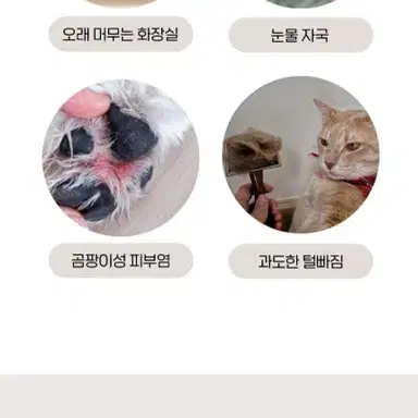 메디츄 강아지 유산균 / 고함량 프로바이오틱스 (고양이 겸용)