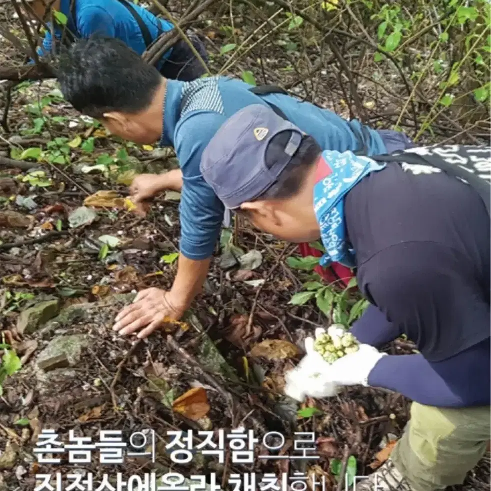 통풍에 기가막힌 개다래즙 한달분 60포