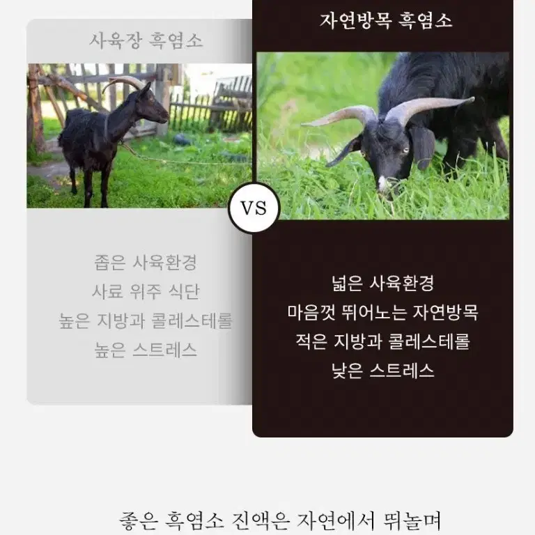 흑염소 선물 70mlx30포 선물추천 쇼핑백동봉