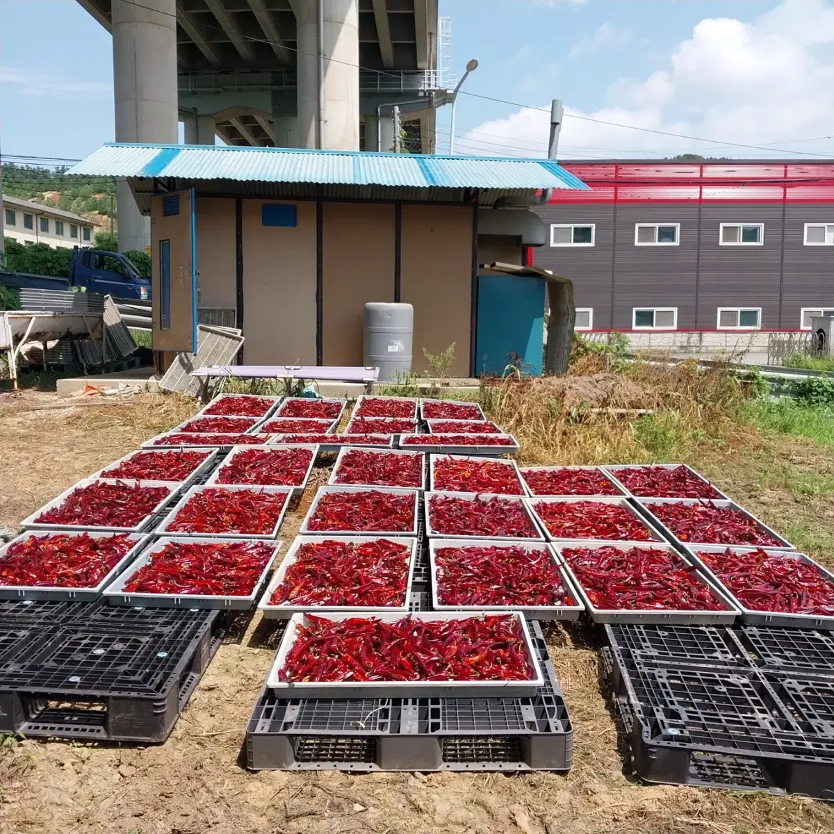 24년 햇 고추/고추가루