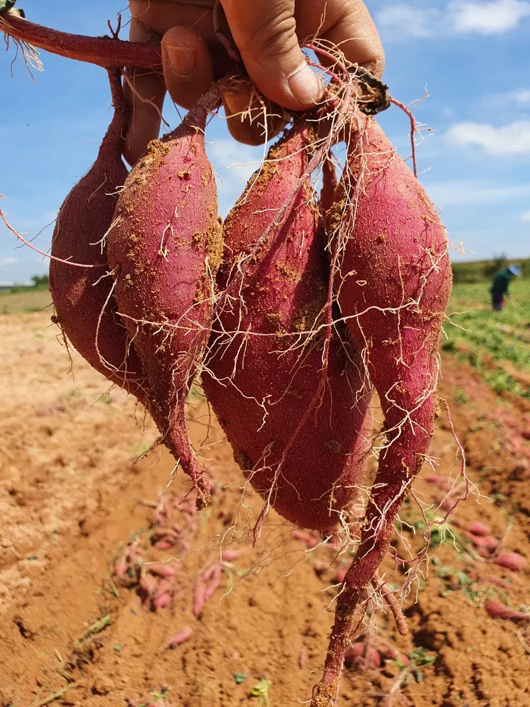 할인) 해남 햇 꿀 고구마 3kg 9,900 다이어트 강아지간식