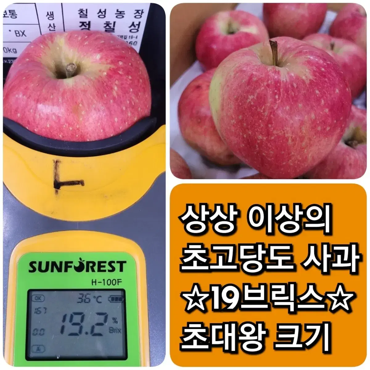 햇홍로사과