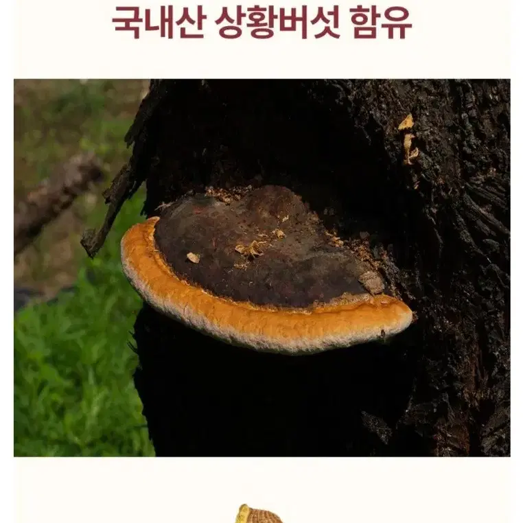 (무료배송)더해담 순창상황버섯고추장 2KG 프리미엄고추장