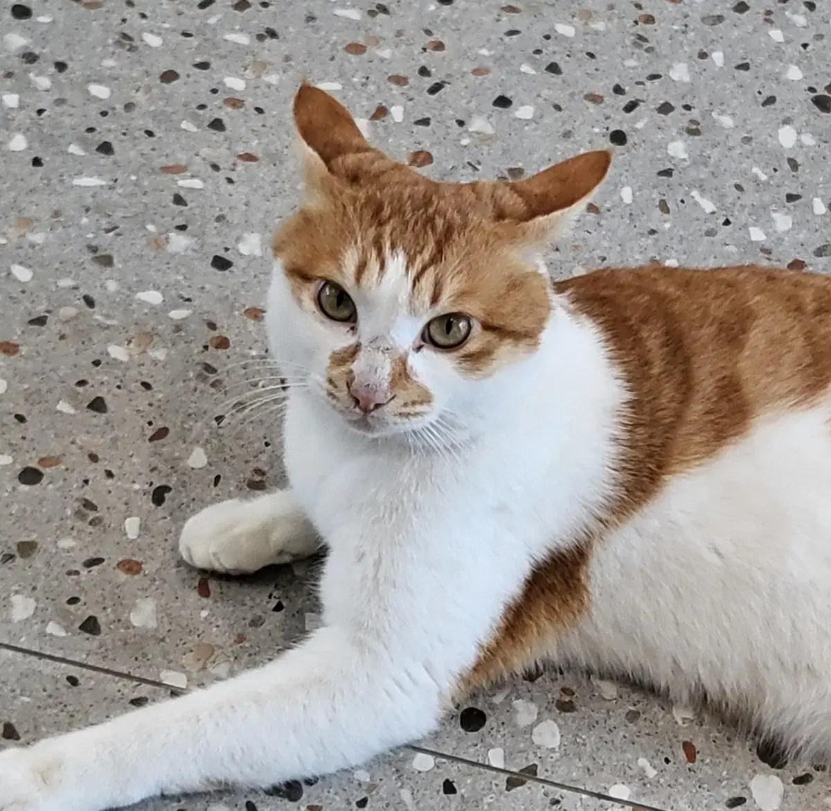 급전할인)합격운 복숭아요정 홋카이도 북극곰 키티스트랩 샤프 필승 레어