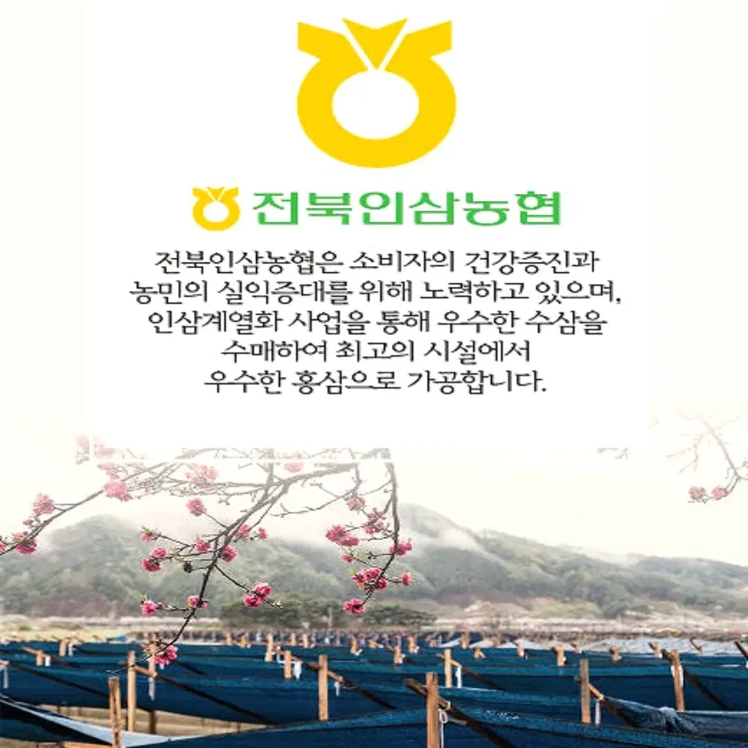 설 명절 선물세트 전북농협 농협으뜸 홍삼정골드 240gx2병[무료배송]