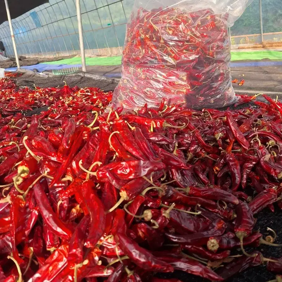 직접 농사진 국내산 햇 고추가루 500g 태양건조 최고급품질보장[10근이