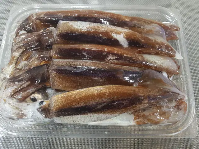 생물 총알오징어 1kg / 9-15미내외