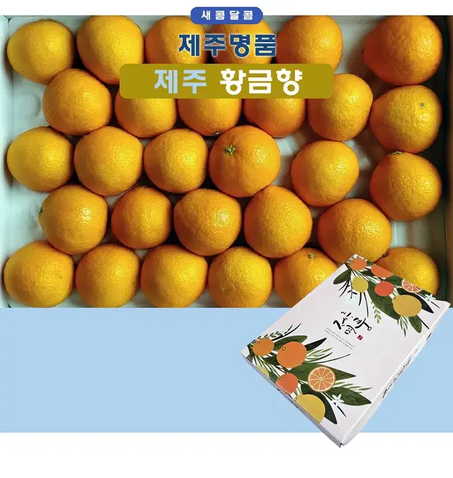 제주 고당도 햇 황금향 감귤 선물용 (중대과)(5kg)(10~24과)