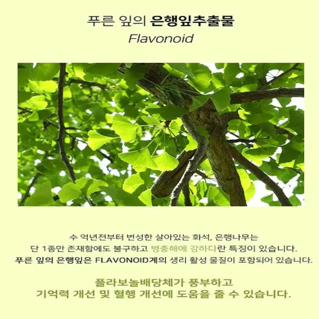 [3개월]웨이팜 혈행 기억력 개선 징코 오메가3 90정 미국직수입