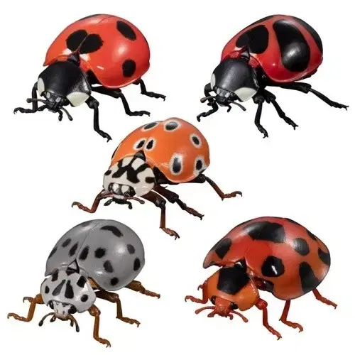 Biological Atlas Ladybug 2nd Edition Figures Drawing Gashapon Capsule Toy Insect Bug