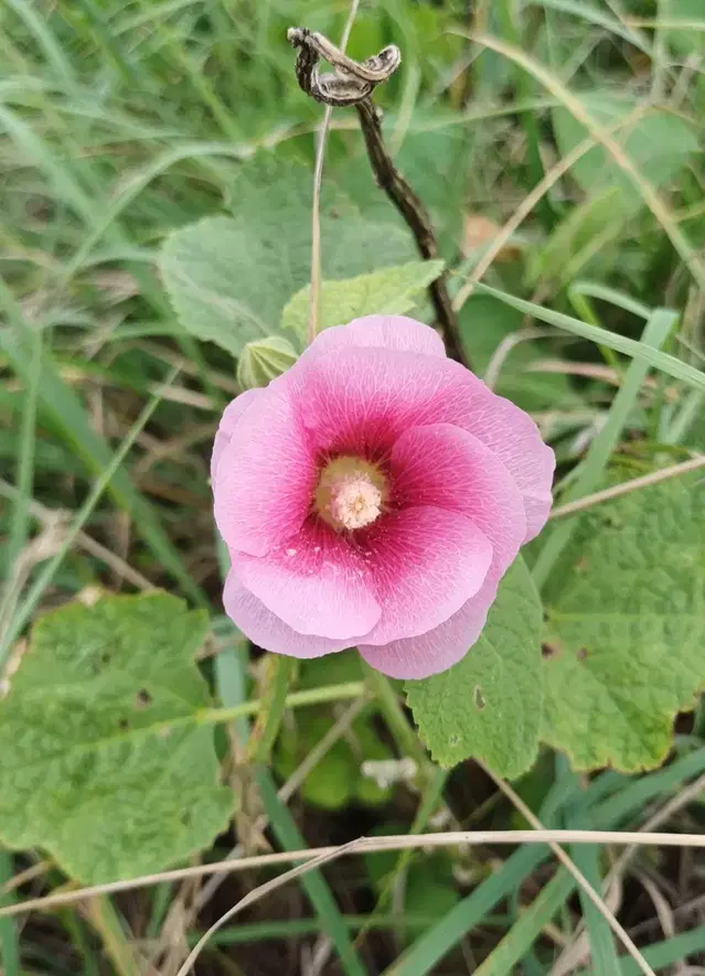 접시꽃 씨앗