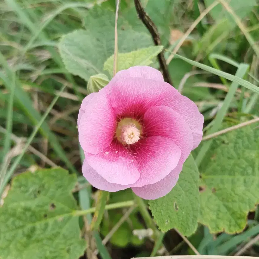 접시꽃 씨앗