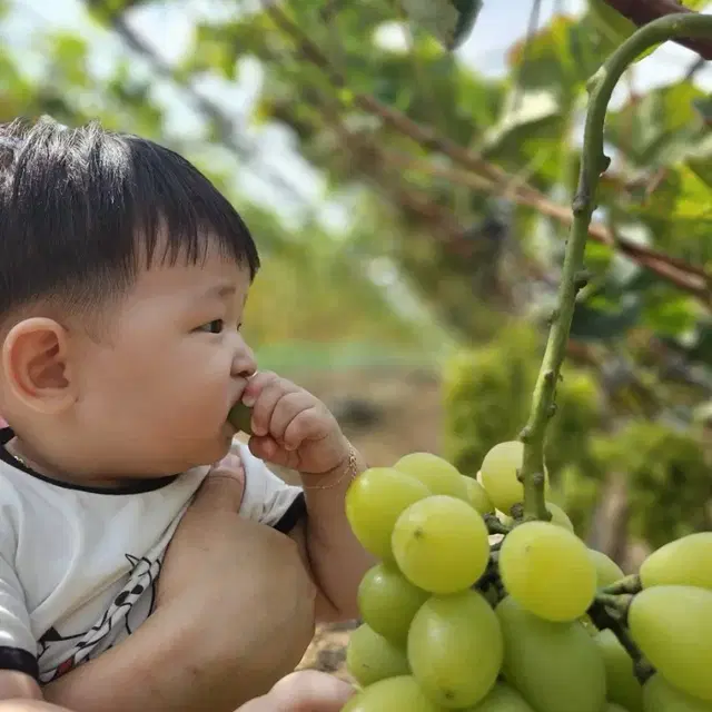 김천 쥬얼머스켓(샤인머스켓 2세대!!!)