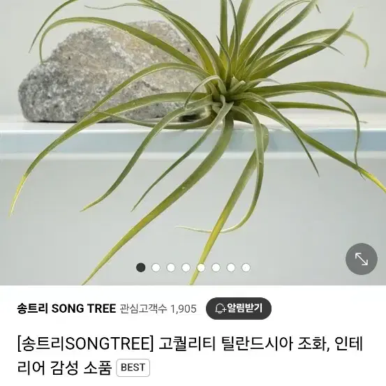 고퀄리티 틸란드시아 식물조화, 인테리어 감성 소품